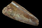 Bargain, Real Spinosaurus Tooth #75151-1